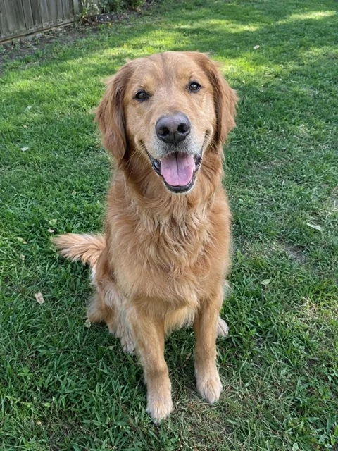 The original golden retriever photo