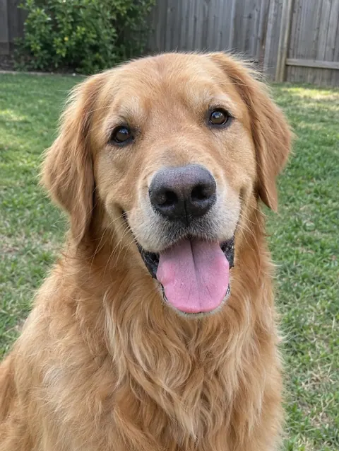 Photo of a golden retriever used to make a pumpkin stencil